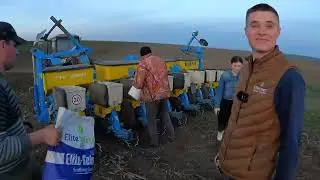 Посів подсолнуха БЕРЕКЕТ від ЕЛІТА СЕЛЕКТ