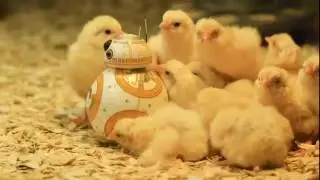 First Gif Video