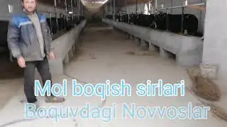 МОЛ БОКИШ БИЗНЕСИ