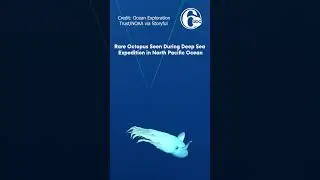 U.S. Scientists spotted a rare 'Dumbo' octopus during a deep-sea research dive