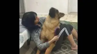 German Shepherd Loves Being Brushed