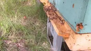 Кочевка на рапс с кипреем 2017/Movement of bees on canola and fireweed 2017