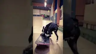SKATEBOARDING DOG 5