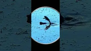 #Shorts Любовь, Романтика, Отношения, Ква! Влюбленные Лягушки. Шортс Видео Shorts Смешные Животные