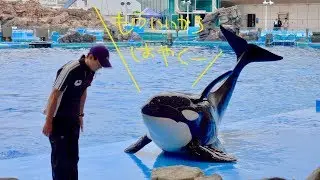 So cute orca waiting for skinship ナデナデを待つシャチが可愛すぎる@名古屋港水族館2017年9月
