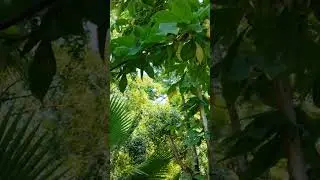 Сухумский ботанический сад. Абхазия 2024.