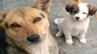 mery Ghar k Dogs | village vlog | life with Riffat