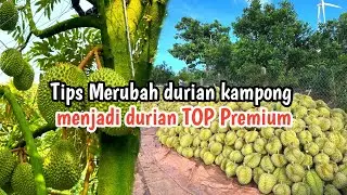 Cara Stek Durian kampong menjadi durian premium kelas ekspor