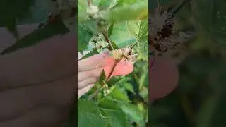 Цветок ежевики после заморозка.
