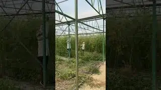 Убираем кусты #кубанамаркет #organicfarming #производство #томатныйсок #фабрика #farming #tomato