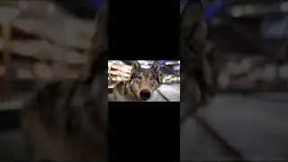 Приколы с животными 2021 