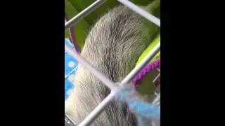 Simple cheap rat toy