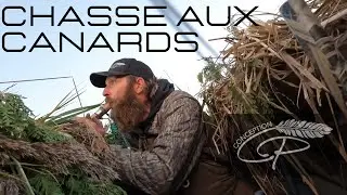Chasse au canard (Québec 2022)
