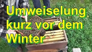 Umweiselung kurz vor dem Winter