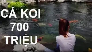 Sốc ! Cá Koi khủng giá 700 triệu quá đẹp