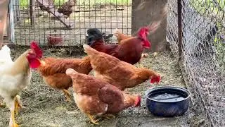 Understanding Animal Husbandry: The Art of Raising Livestock (4 Minutes)