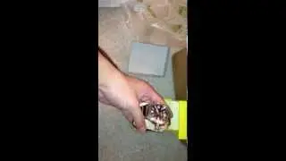 Invicta Corduba 1108 Unboxing Video