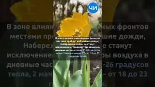 #погодасчи
