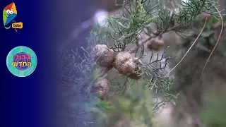 ערוץ הופ! - לגדול בידיים טובות - גיבורי החודש - סיון - עץ החודש - ברוש