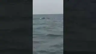 Have you seen elephants crossing the ocean?