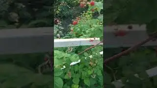 Малина спеет.#жизньнаюге #краснодар