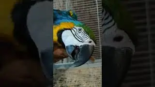 Милый попугай 🦜