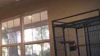 Попугай напал на скрипача ахах Видео ПРИКОЛЫ