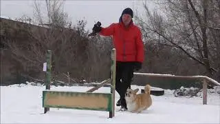 Новый год Собаки!