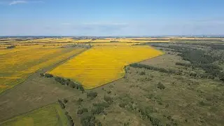 Когда цветут подсолнухи на Алтае?