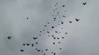 Голуби. Дима Воловенко, Курск.