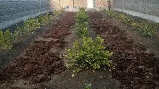 Лимонга гунг солиш усули.