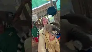 Crazy Animal Antics That Will Brighten Your Day.. funnyanimalsvideo