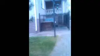 Прогулка с котом