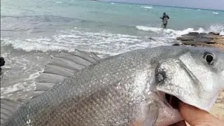 2022🔵🎣⚡🌊CANLI YEMLE LEVREK avı SEZONUNU AÇTIK🎯🐟🎣🎣🎯📍DİDİM🎣🎣