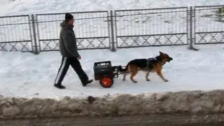 Working dog pulls a cart. Собачья Упряжка.