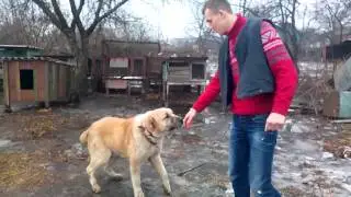 Собака чемпион СНГ по собачим боям