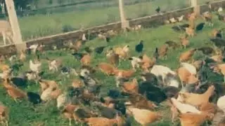 In the Farms!!!