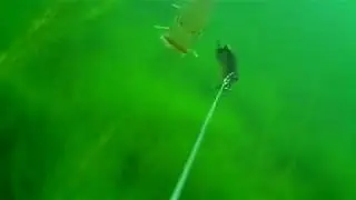 Baby pike try to attack Savage Gear Line Thru Roach 25 cm