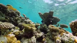DSLR Underwater Video Series: No Lights or Red Filter