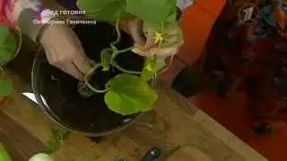 Уникальный способ выращивания рассады огурцов от Октябрины Ганичкиной
