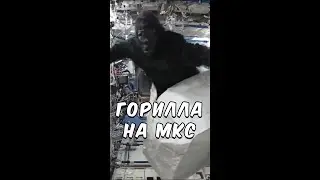 Горилла на МКС. Как она туда попала?