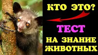 ТЕСТ УГАДАЙ ЖИВОТНОЕ по ФОТО🦊🦝🦍🦁🐺