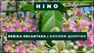 🎵 Bebida Encantada 💎Davison Quintino ✝️ Santo Daime