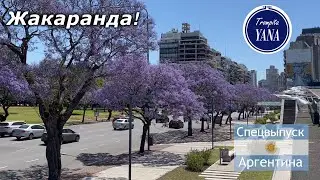 Весна в Аргентине | Цветение жакаранды | Буэнос-Айрес