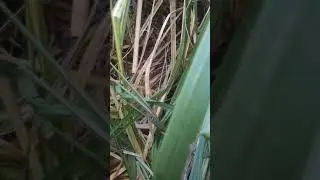 Я в джунглях 