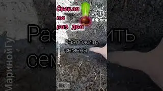 СВЕКЛА ПОСЕВ семян на раз два быстро и просто | с Мариной Гусаковой 11 апреля