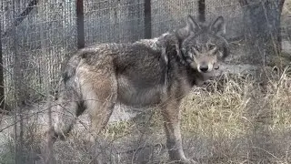Дружная волчья стая!🐺🐺🐺 Волчок Дик ОЧЕНЬ РАД жить ВМЕСТЕ с херсонскими волчицами!☀️🌲❤️