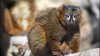 Red-Bellied Lemur—The Rarest of the Eulemur species