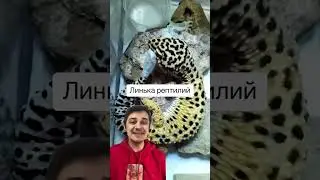 Линька рептилий | SMITUP | 
