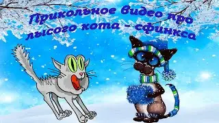 Где и как греется лысый кот – сфинкс когда холодно  Прикольное видео про животных